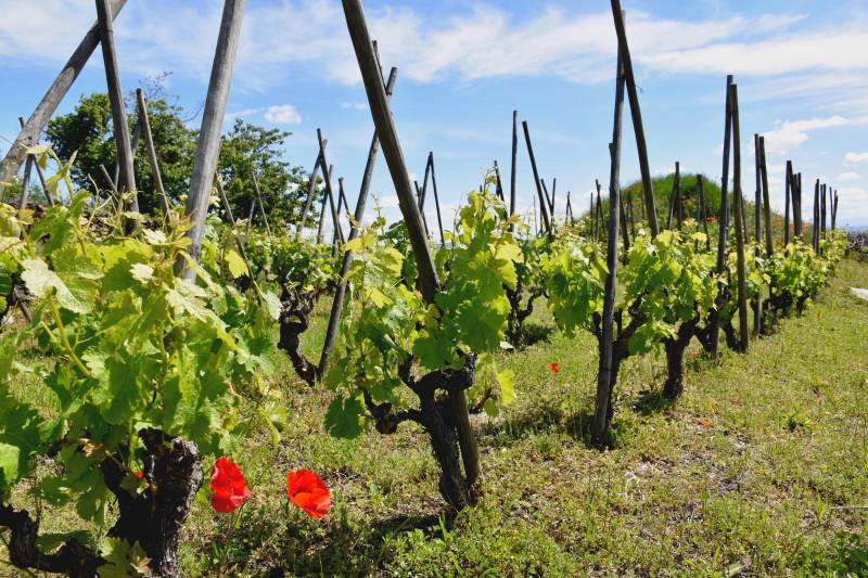 Vins Saint-Joseph sur le secteur de Charnas en Vallée du Rhône